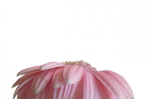 高清花朵花瓣png素材