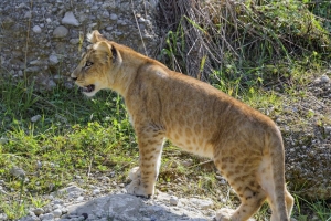 母狮 大猫 一瞥 捕食者 个人资料 4k壁纸 3840x2160