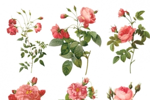 玫瑰花枝