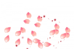 飘落的粉色花瓣素材