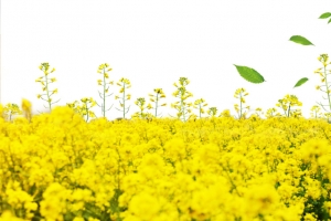黄色春季油菜花开