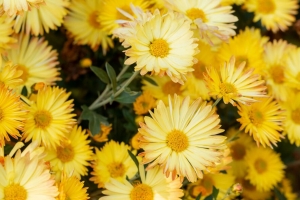 菊花 花 黄色 植物 开花 4k壁纸 3840x2160