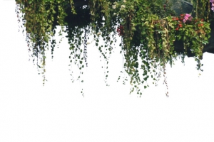 爬山虎