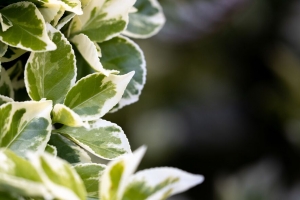 植物 灌木 树叶 宏 绿色 4k壁纸 3840x2160