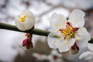 白色樱花4K壁纸