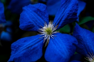 花 蓝色 特写 开花 植物 4k壁纸 3840x2160