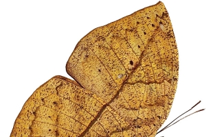 实物枯叶蝶高清PNG透明动植物设计素材免费下载