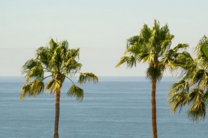 棕榈 海 地平线 天空 4k壁纸 3840x2160