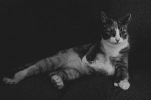 猫 说谎 黑白 有趣的 4k壁纸 3840x2160