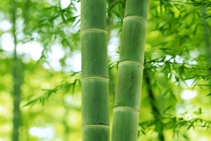 绿色竹林
