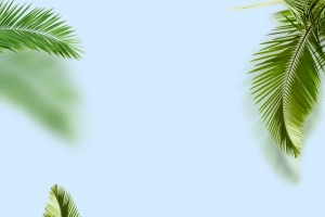 绿色植物叶子女装PSD分层主图背景素材