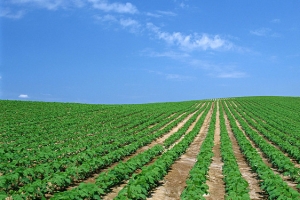 农田良田菜园茶园种植作物大自然淘宝背景