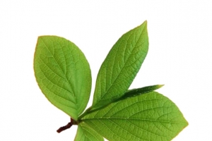 熊果苷植物树叶
