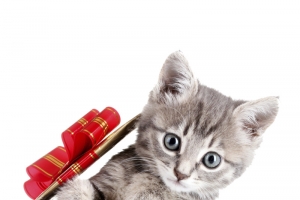 可爱小猫