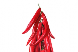红辣椒高清PNG透明动植物元素设计素材免费下载