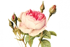 手绘水彩鲜花