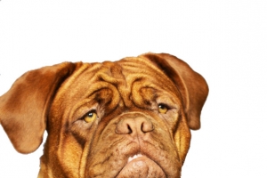 成年斗牛犬