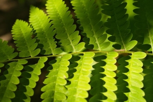 蕨类植物 树叶 光 阴影 宏观 4k壁纸 3840x2160
