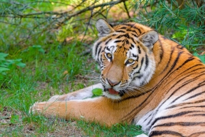 西伯利亚虎 看 捕食者 大猫 草 4k壁纸 3840x2160