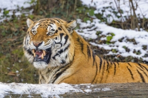 老虎 咧嘴笑 捕食者 大猫 雪地 4k壁纸 3840x2160