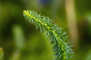 番茄 针 植物 绿色 模糊 宏观 4k壁纸 3840x2160
