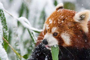 熊猫 红熊猫 雪 行走 4k壁纸 3840x2160