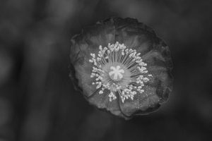 罂粟花 花朵 花瓣 花粉 黑白 宏观 4k壁纸 3840x2160