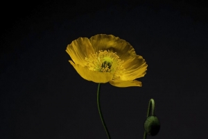 花 花瓣 黄色 极简主义 4k壁纸 3840x2160