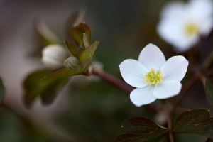 花 宏 植物 开花 白色 4k壁纸 3840x2160