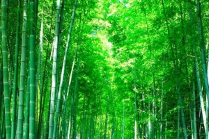 竹林阶梯风景H5背景