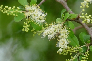 symplocos 花 春天 叶子 树枝 自然 模糊 4k壁纸 3840x2160