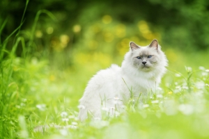 猫,草,散景,白猫4K壁纸