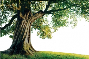 参天大树高清PNG透明动植物植物设计素材免费下载