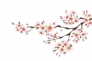 梨花