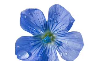 亚麻籽花露水图片素材