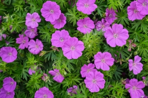 天竺葵 花 花瓣 叶子 植物 4k壁纸 3840x2160