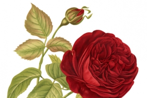 玫瑰花
