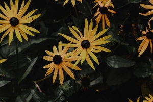 洋甘菊 花 花瓣 黄色 4k壁纸 3840x2160
