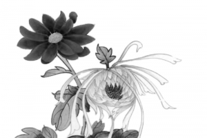 水墨菊花