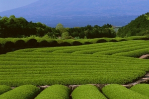 绿色茶园背景