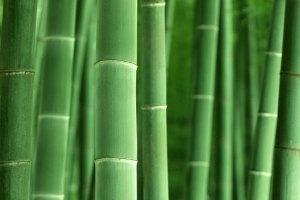 高清绿色竹杆壁纸
