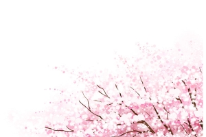 清新唯美粉色樱花树
