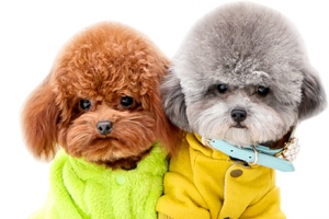 两只小泰迪犬