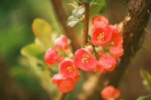 昆斯 花 花瓣 红色 树枝 春天 4k壁纸 3840x2160