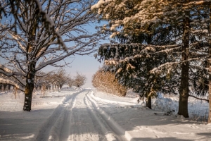 道路 雪 小径 树木 冬季 4k壁纸 3840x2160