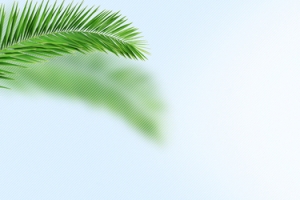 绿色植物