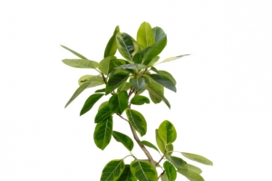 盆栽高植物素材
