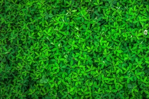 叶 大自然 绿色 春天 草本植物 护眼4K壁纸图片