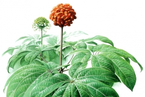 手绘花卉
