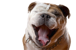 大笑的小狗实物图